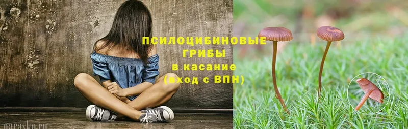 Галлюциногенные грибы GOLDEN TEACHER  Каменск-Шахтинский 